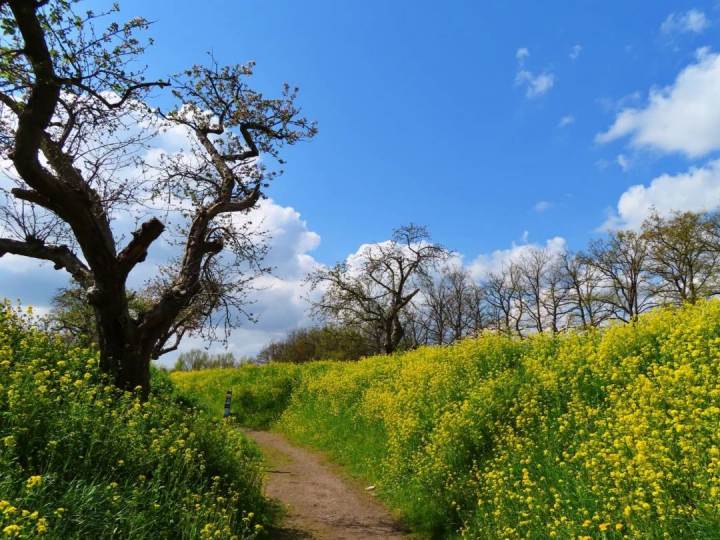 Foto van bloemen in de lente